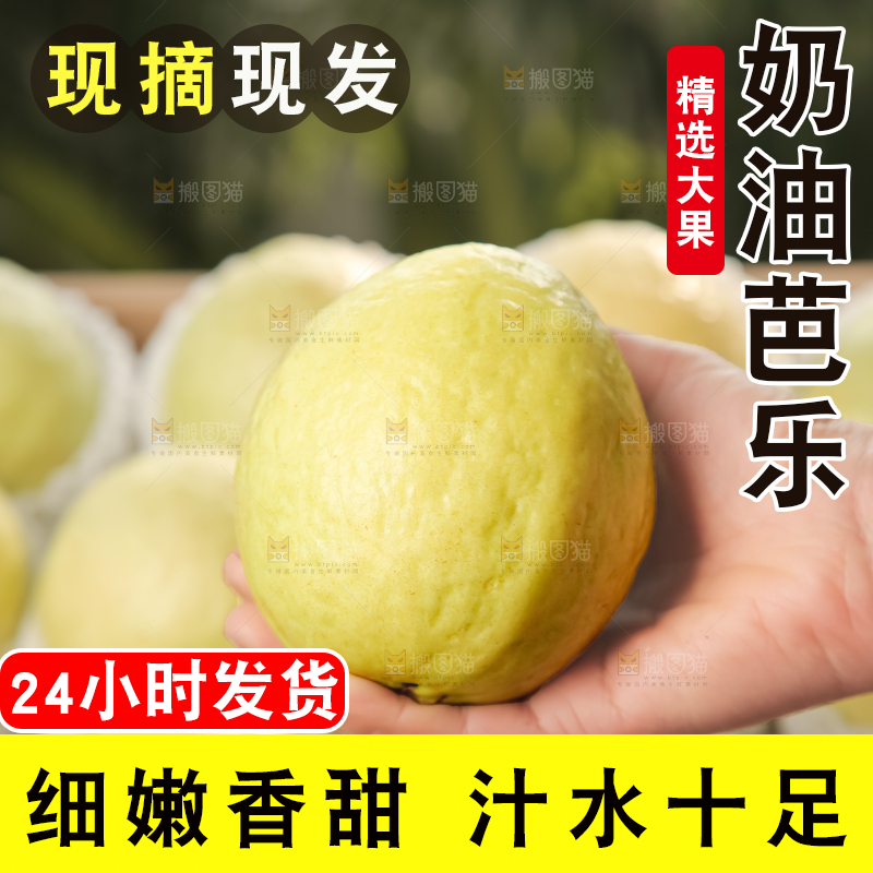 礼盒装的白心芭乐