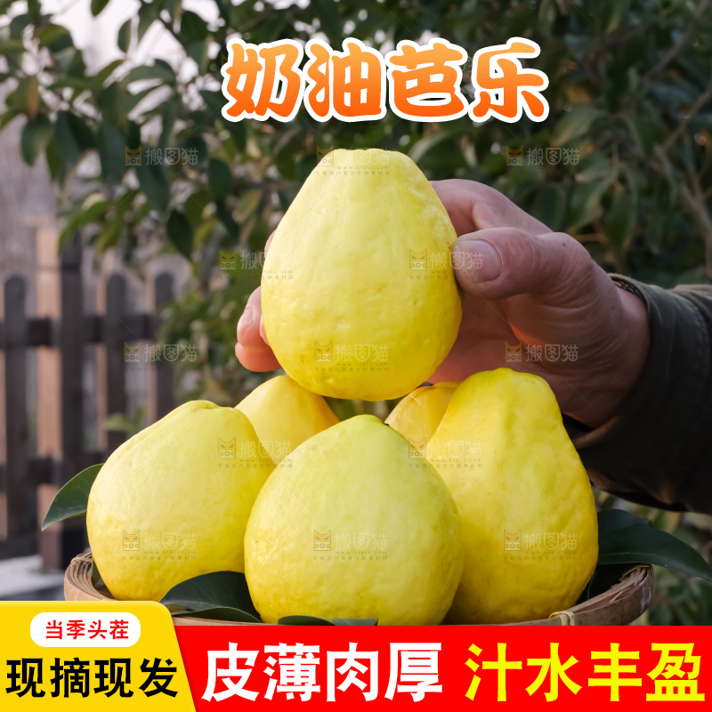手里拿着白心芭乐