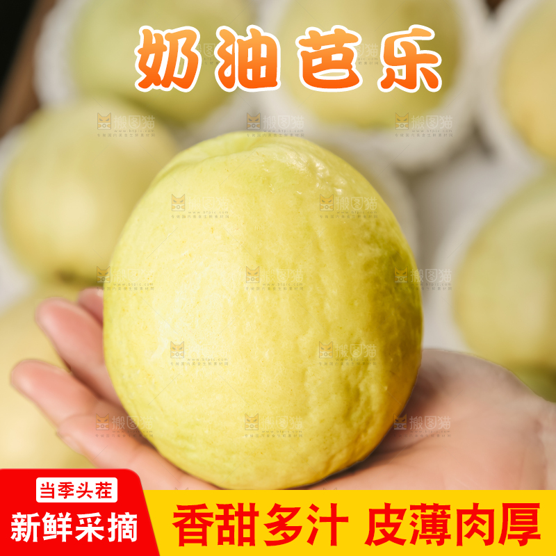 礼盒装的白心芭乐