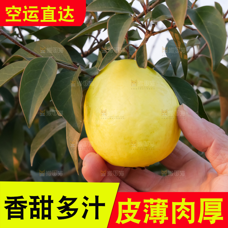 手里拿着白心芭乐