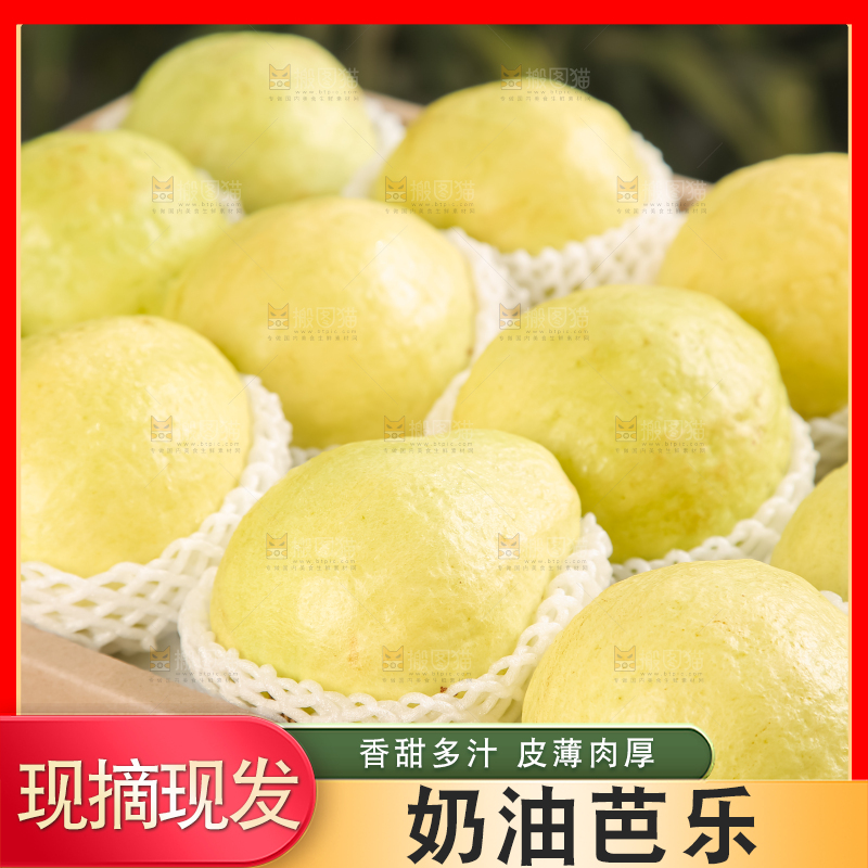 礼盒装的白心芭乐
