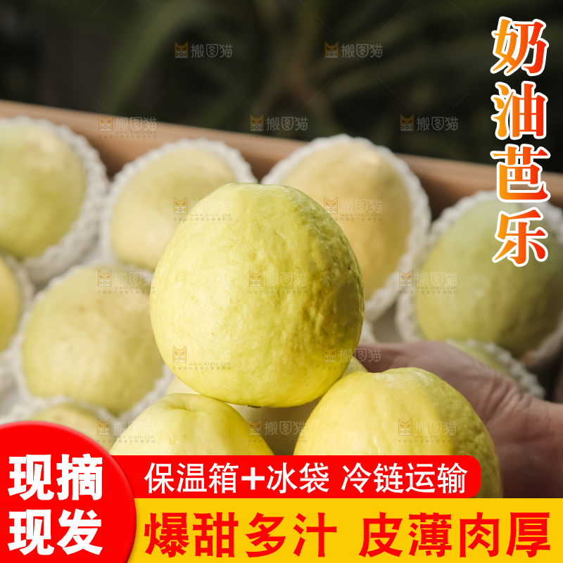 礼盒装的白心芭乐