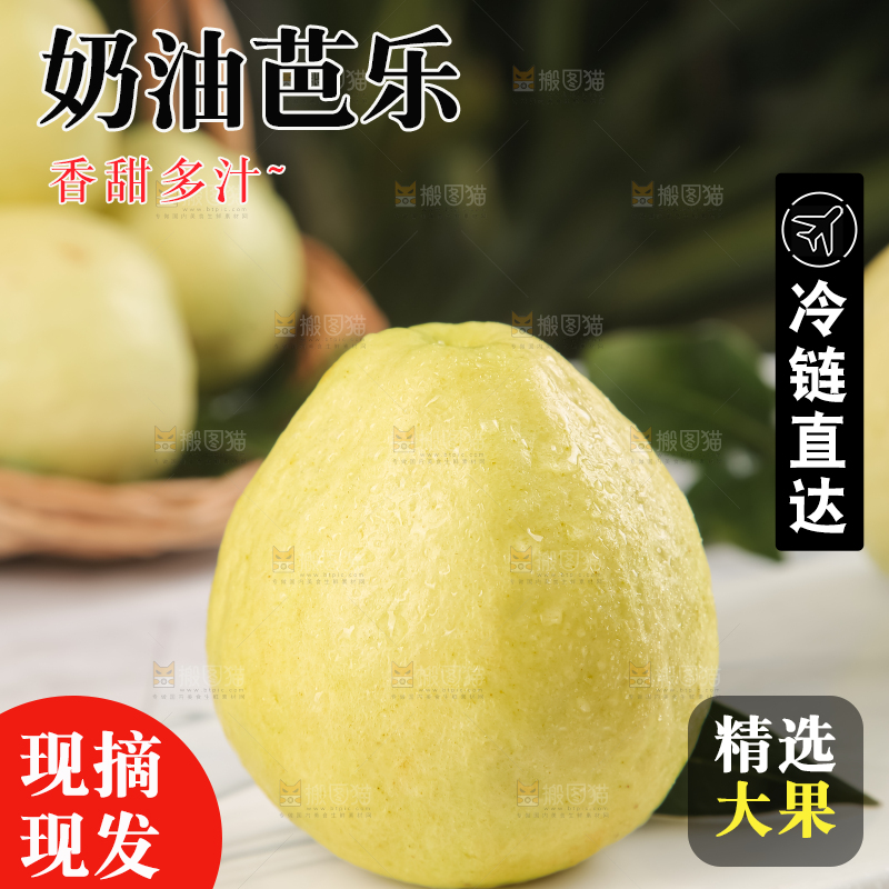 浅底上的白心芭乐