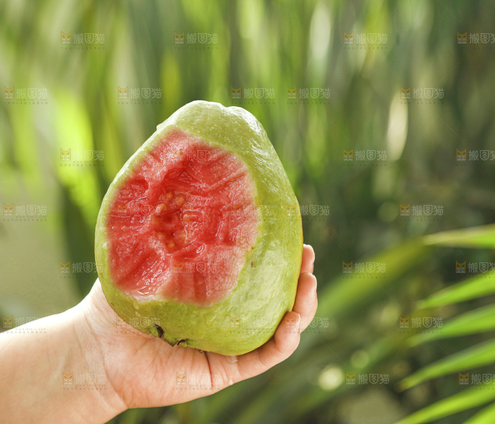 手里拿着红心芭乐