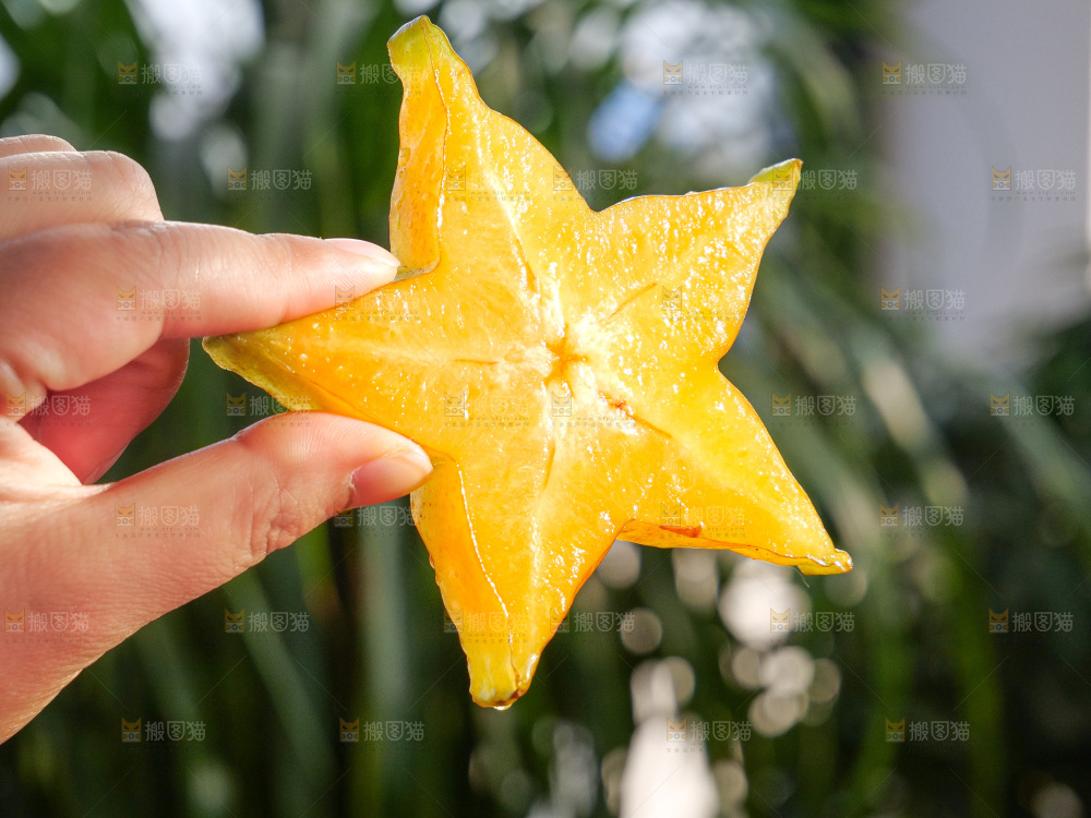 杨桃