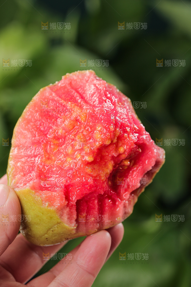 红心芭乐