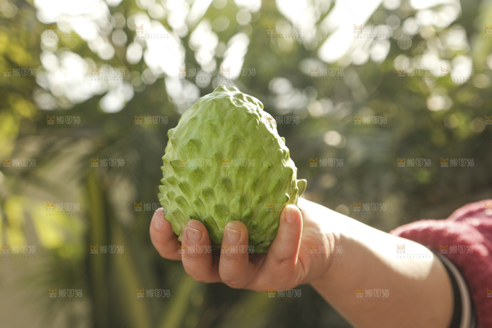 凤梨释迦果