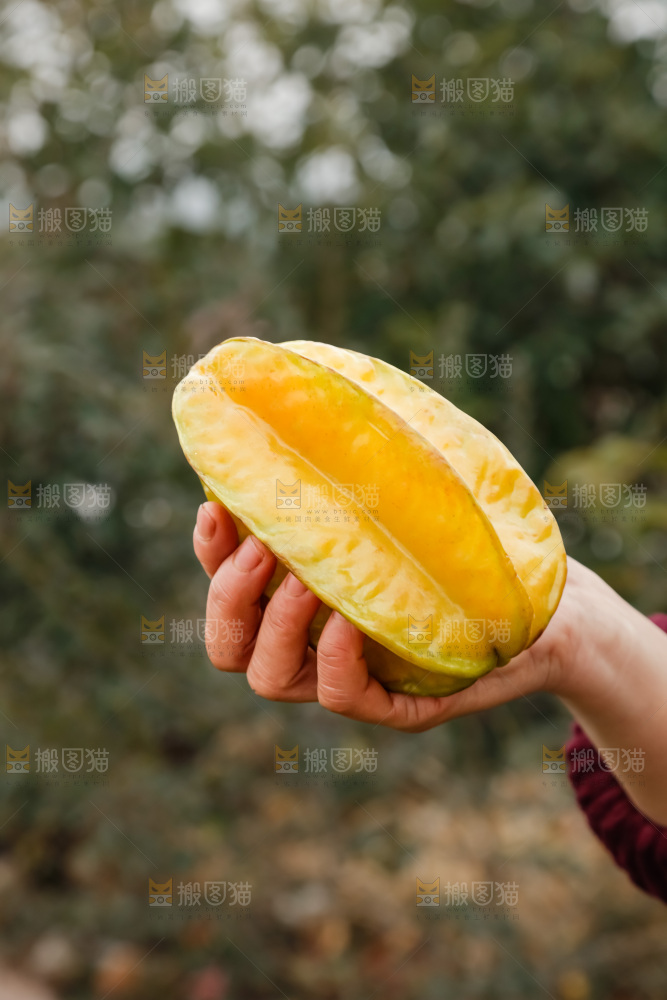 杨桃
