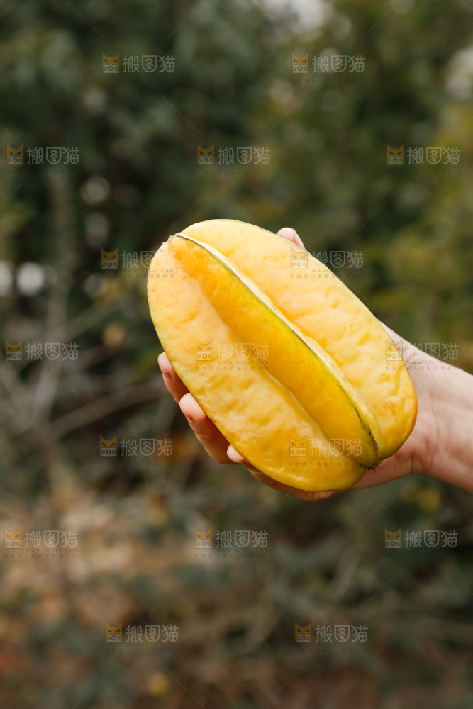 杨桃