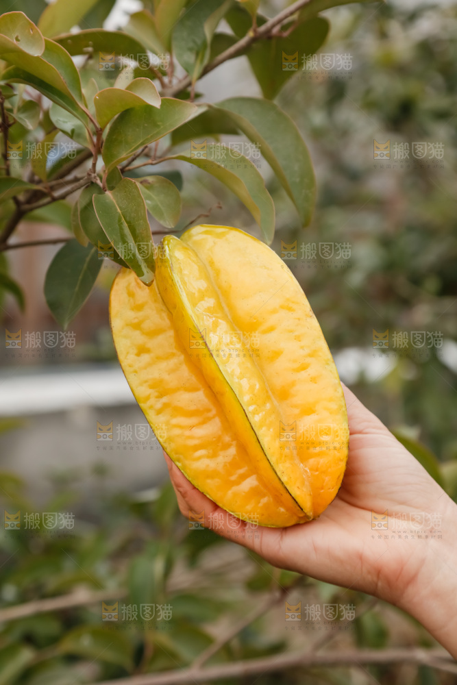 杨桃