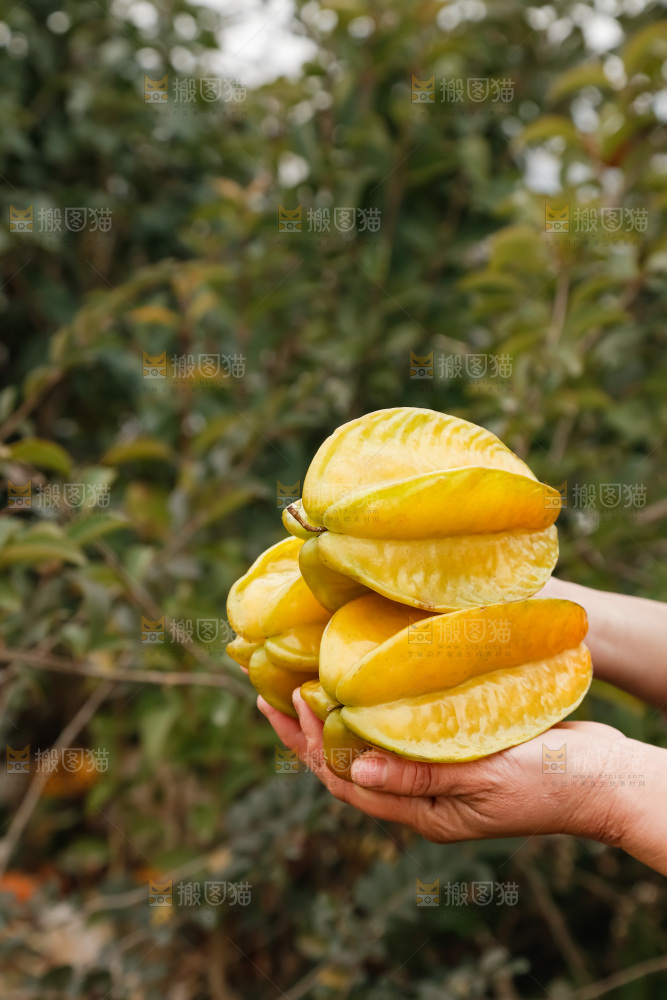 杨桃