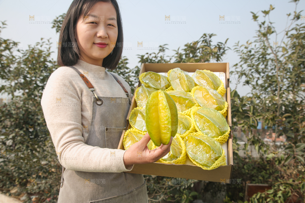 杨桃