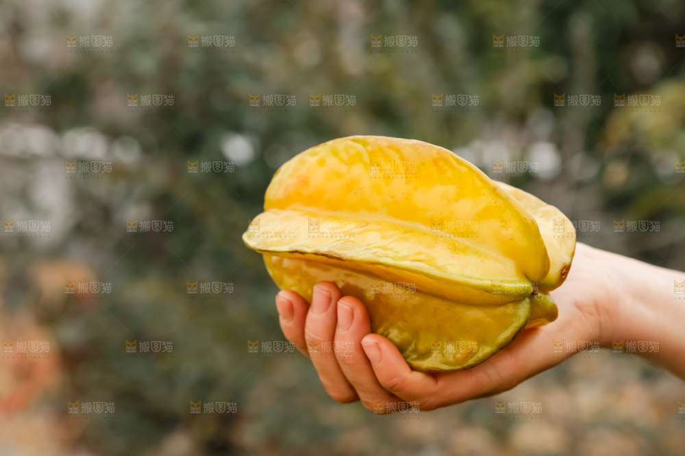 杨桃
