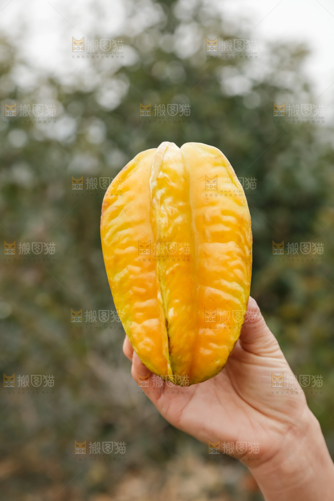 杨桃