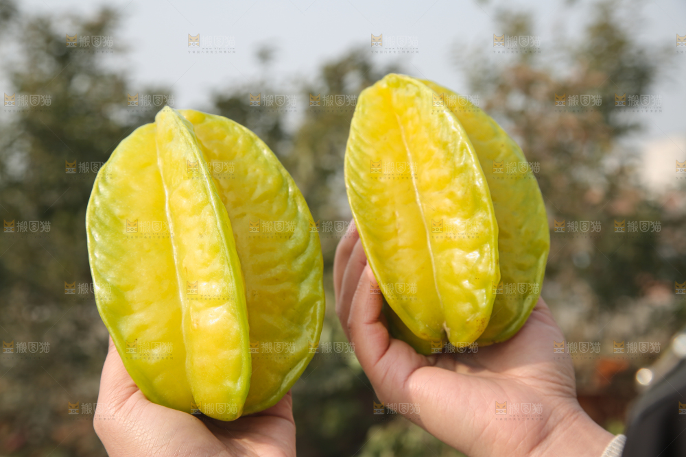杨桃