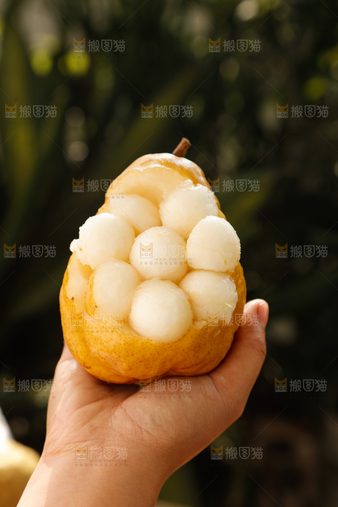 手里拿的丑梨