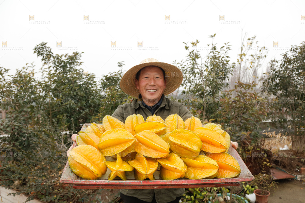 杨桃