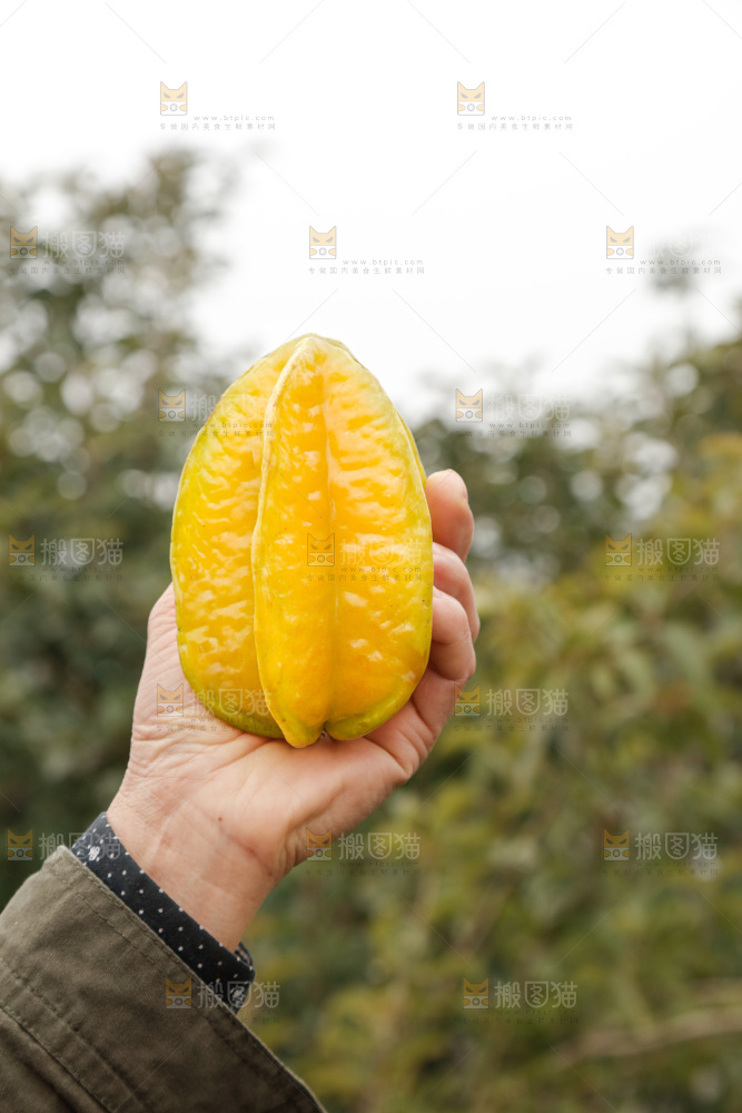 杨桃