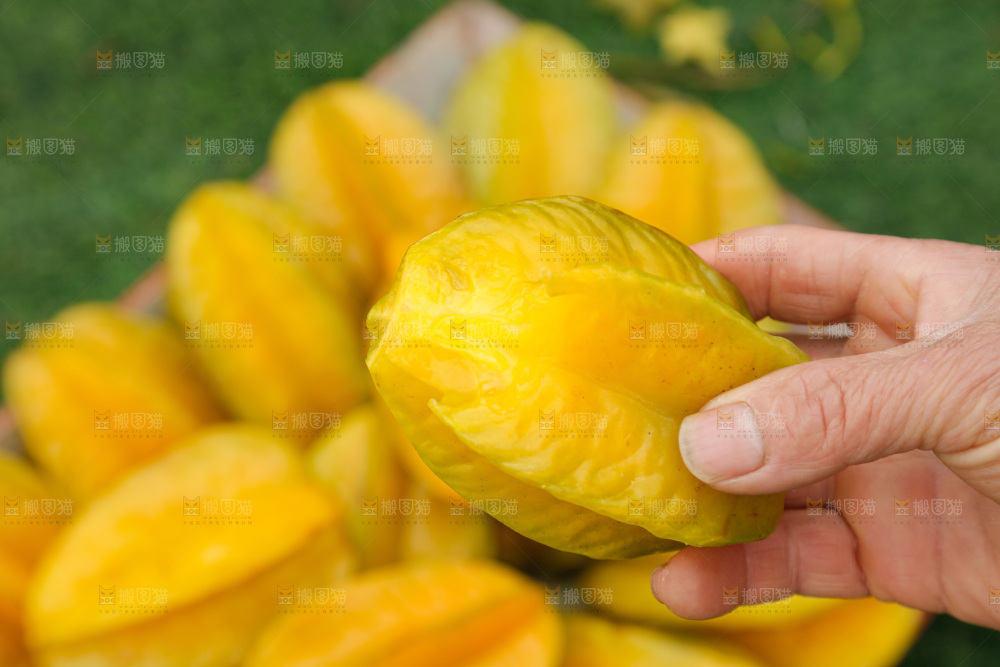 杨桃