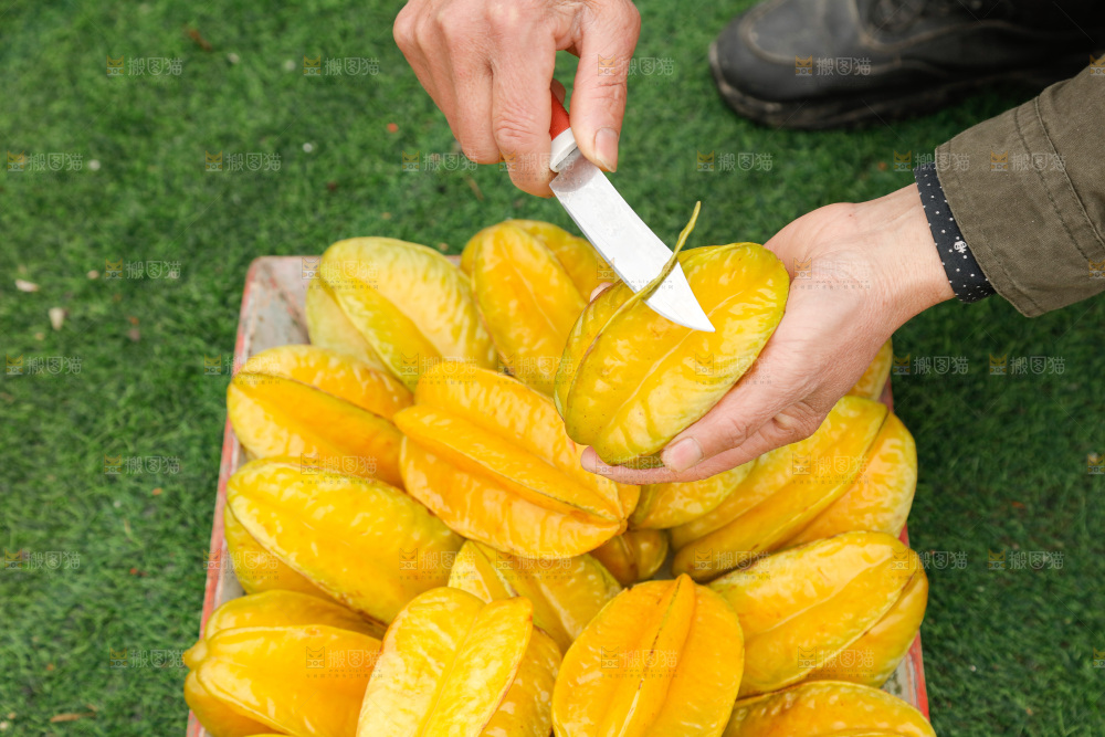 杨桃