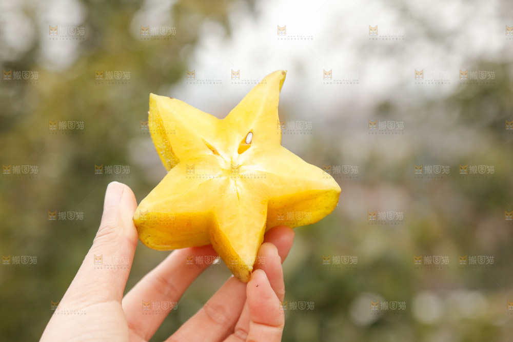 杨桃
