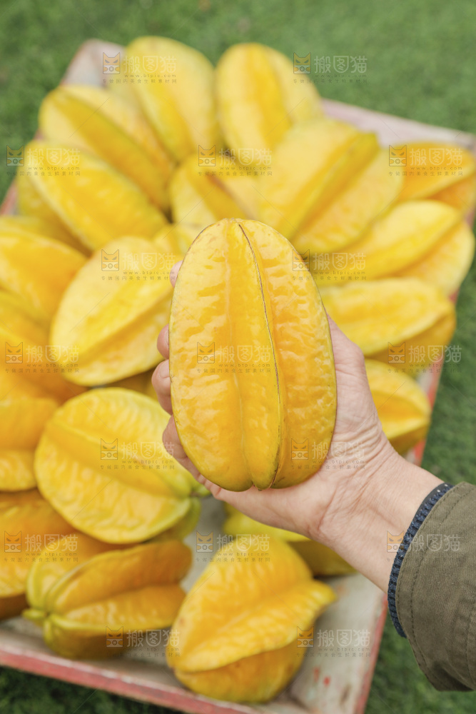杨桃