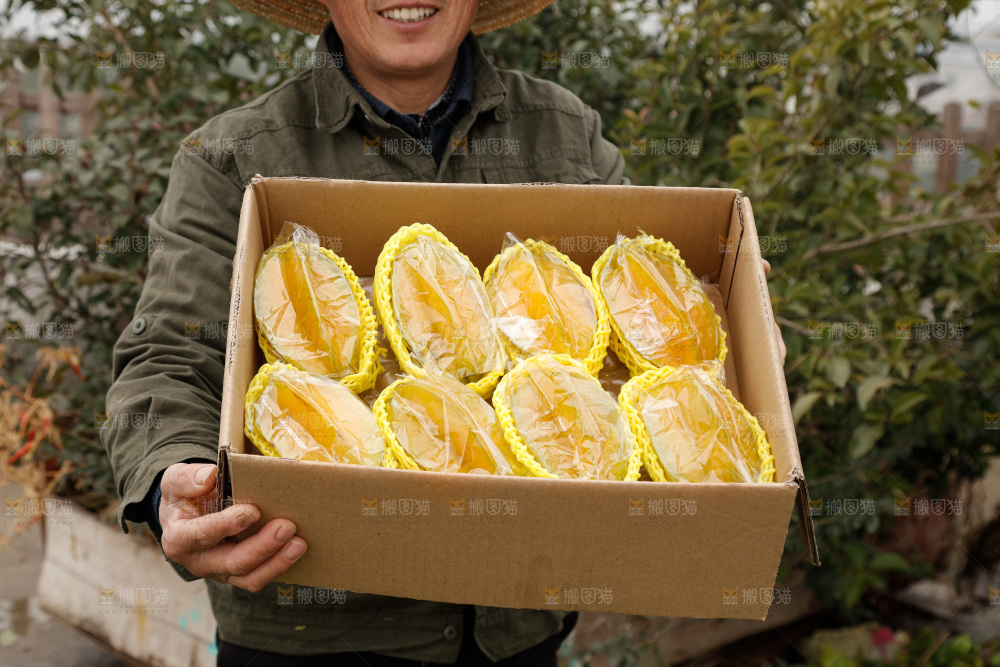 杨桃