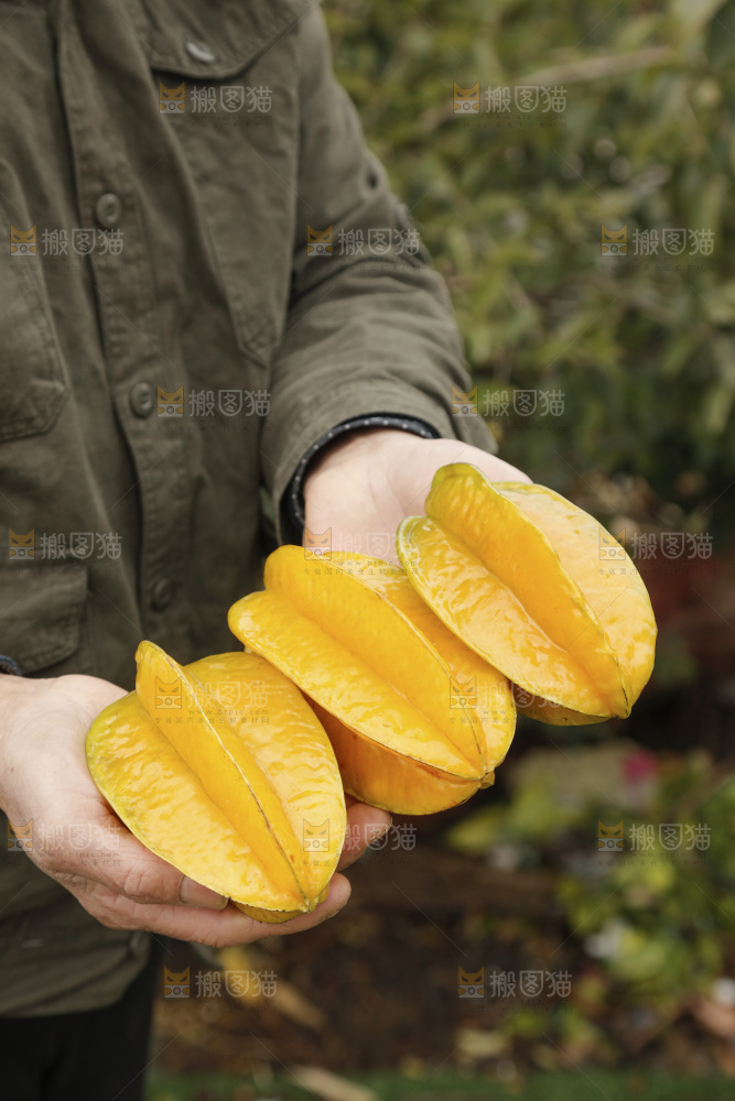 杨桃