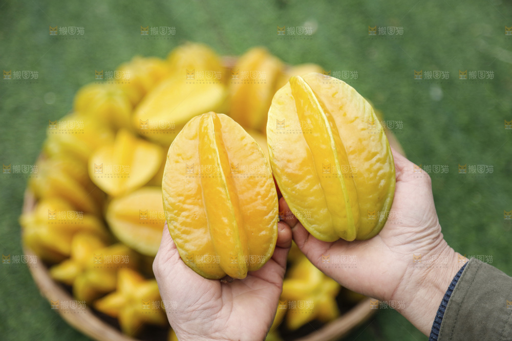杨桃