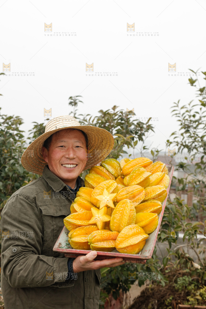 杨桃