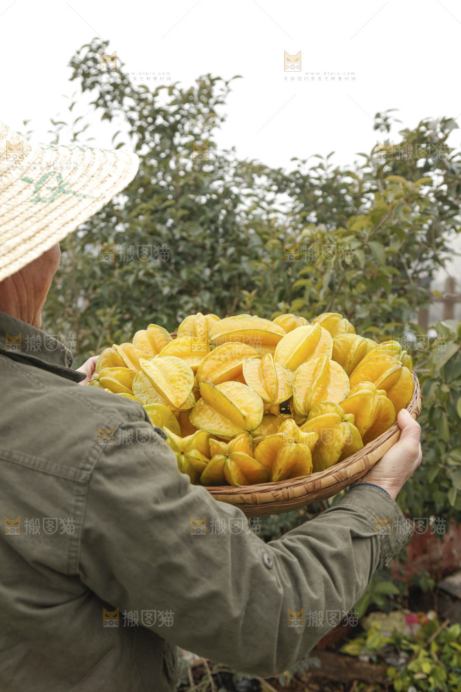 杨桃
