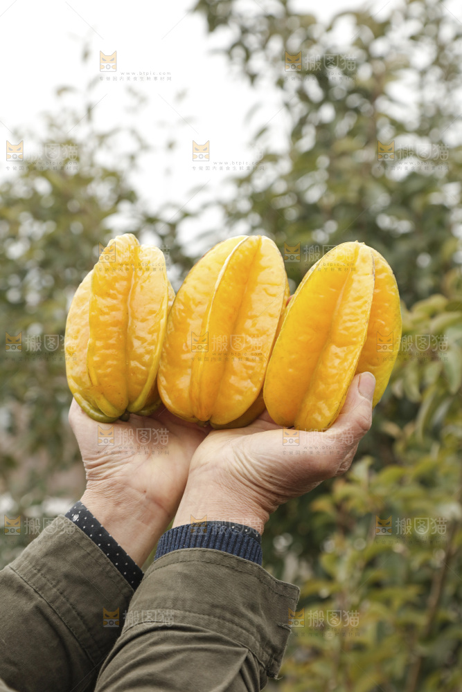 杨桃