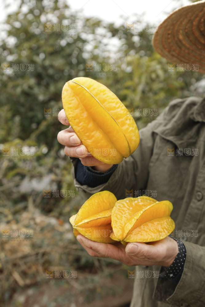 杨桃