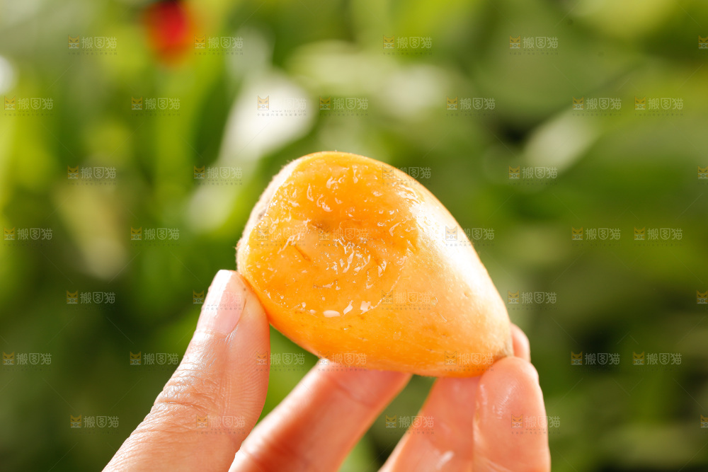 枇杷