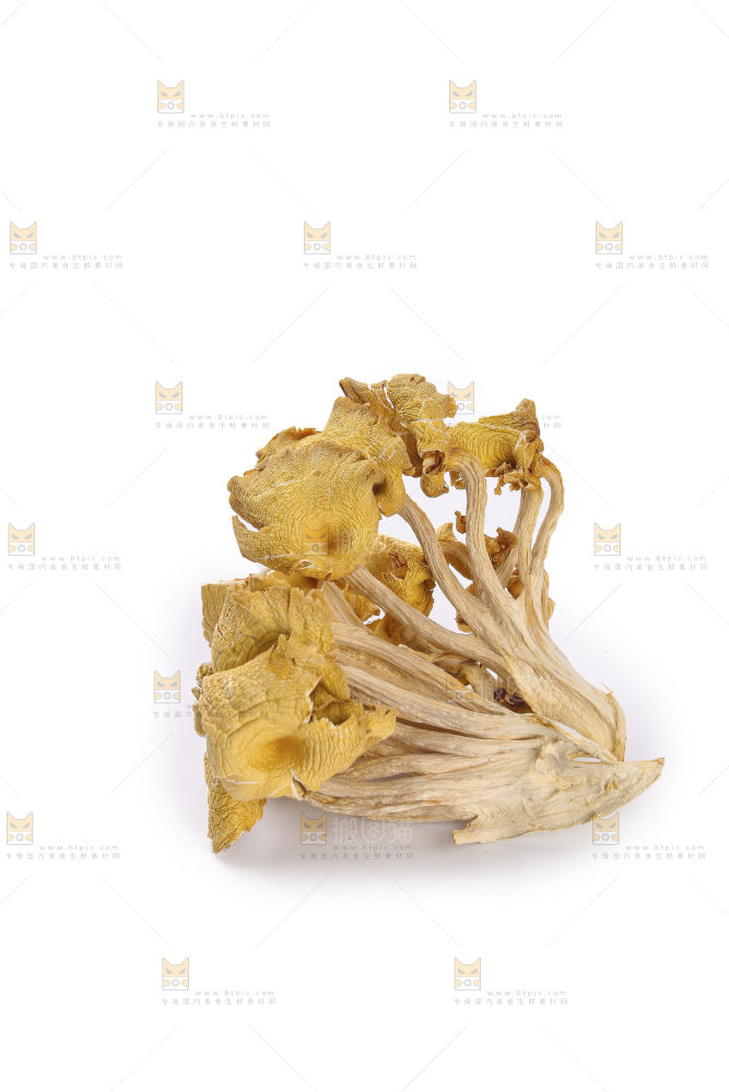黄金菇
