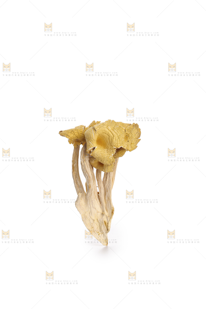 黄金菇