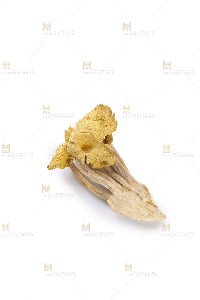 黄金菇