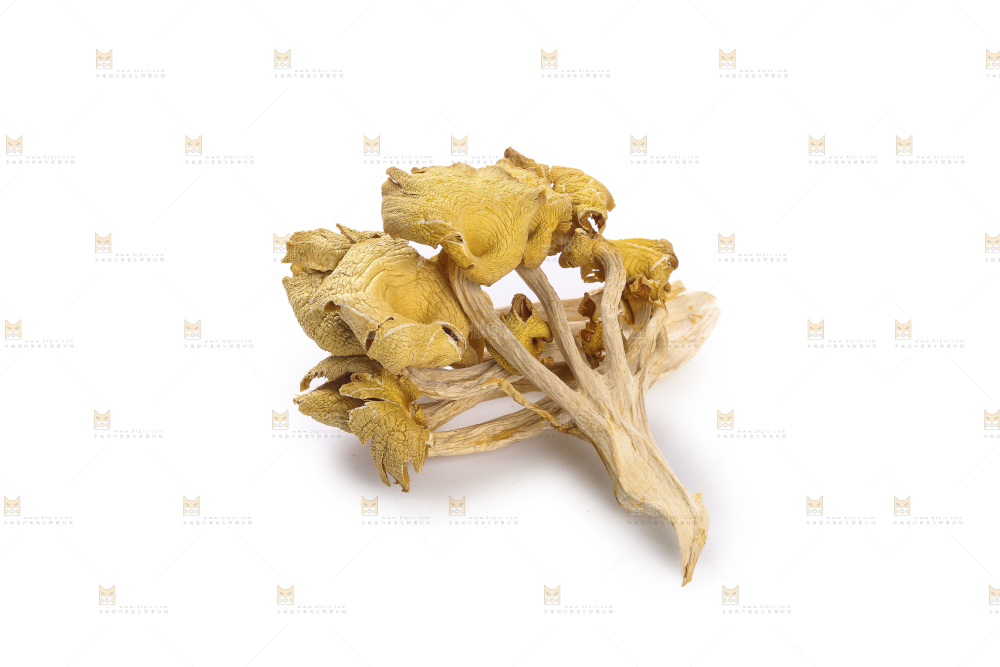 黄金菇