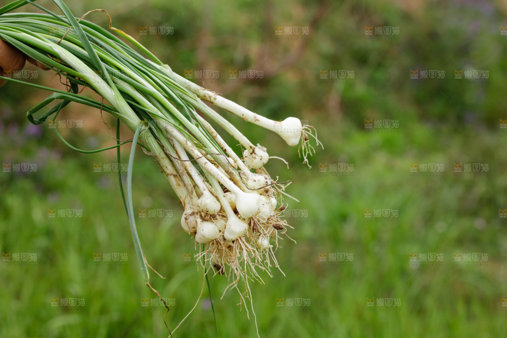 野葱