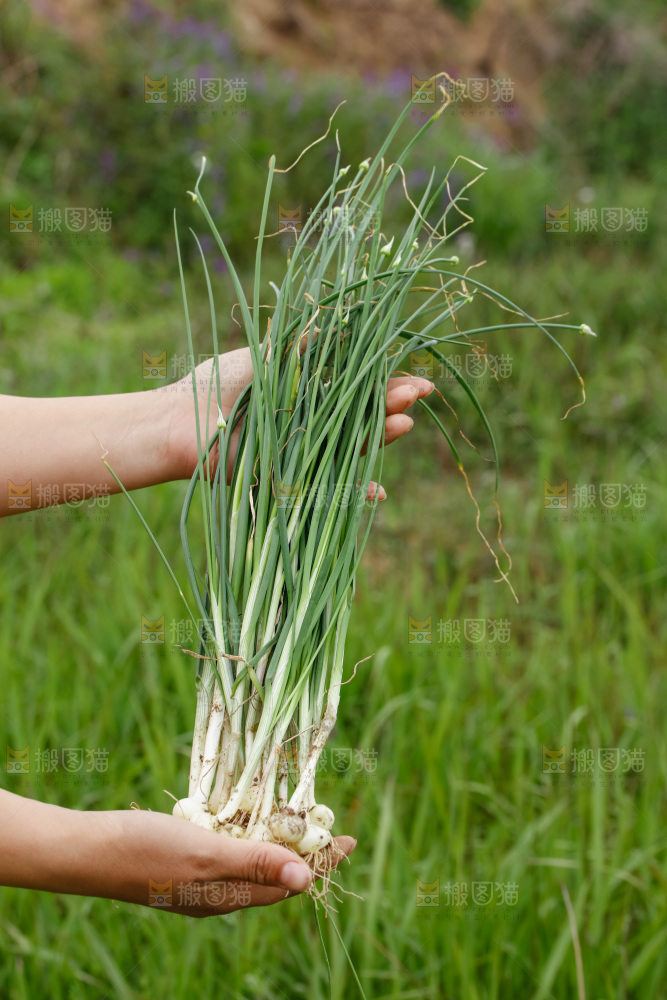 野葱