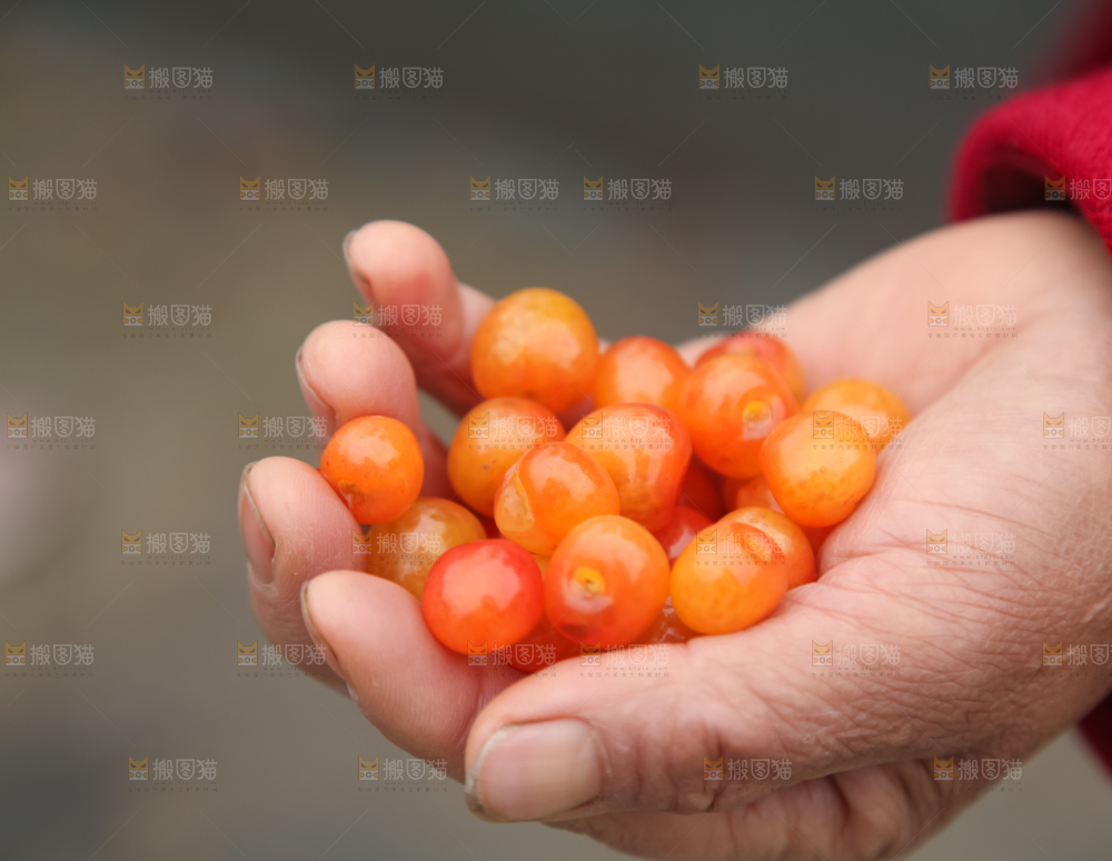 樱桃树