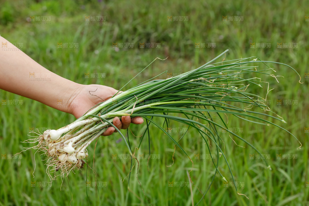 野葱