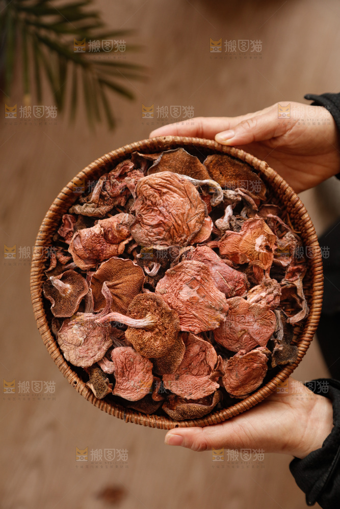 牛肝菌