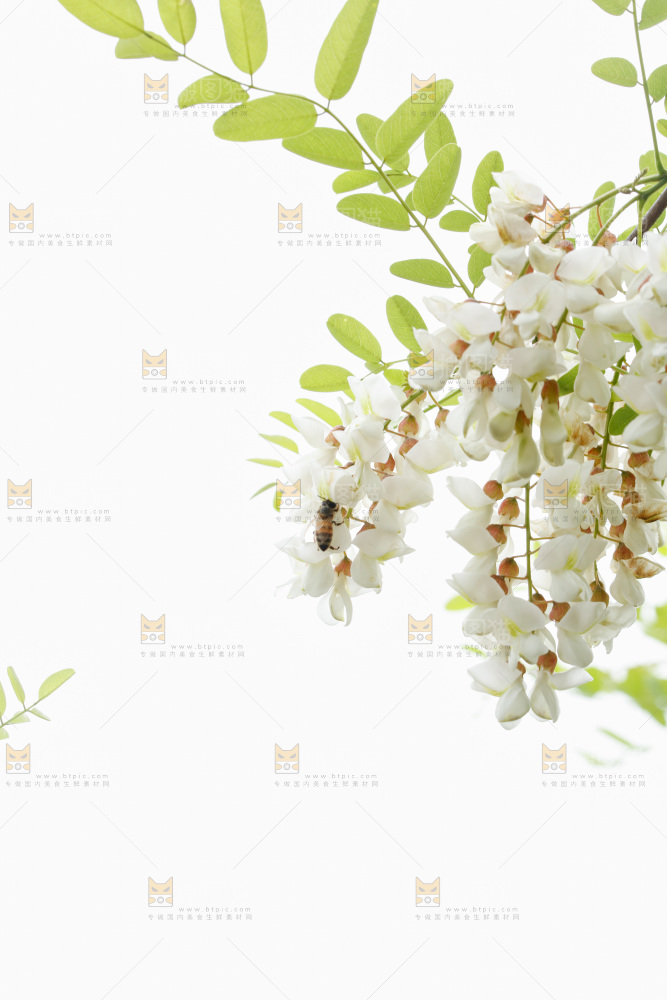 树上的新鲜槐花