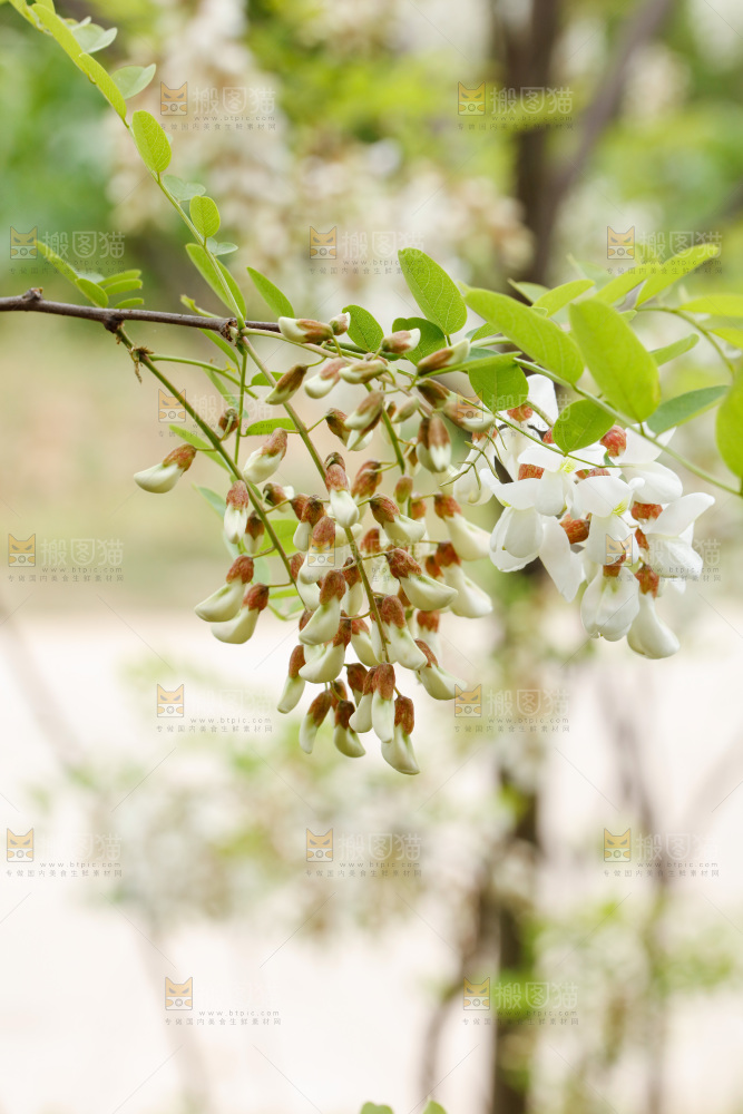 树上的新鲜槐花