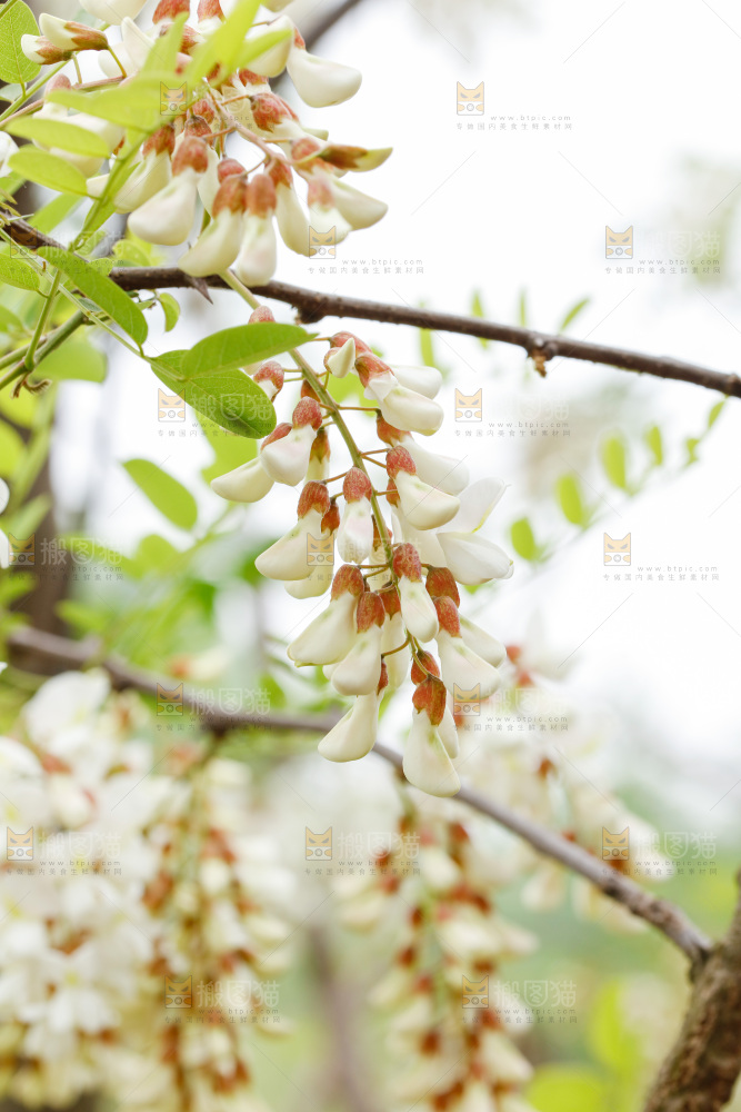 槐花
