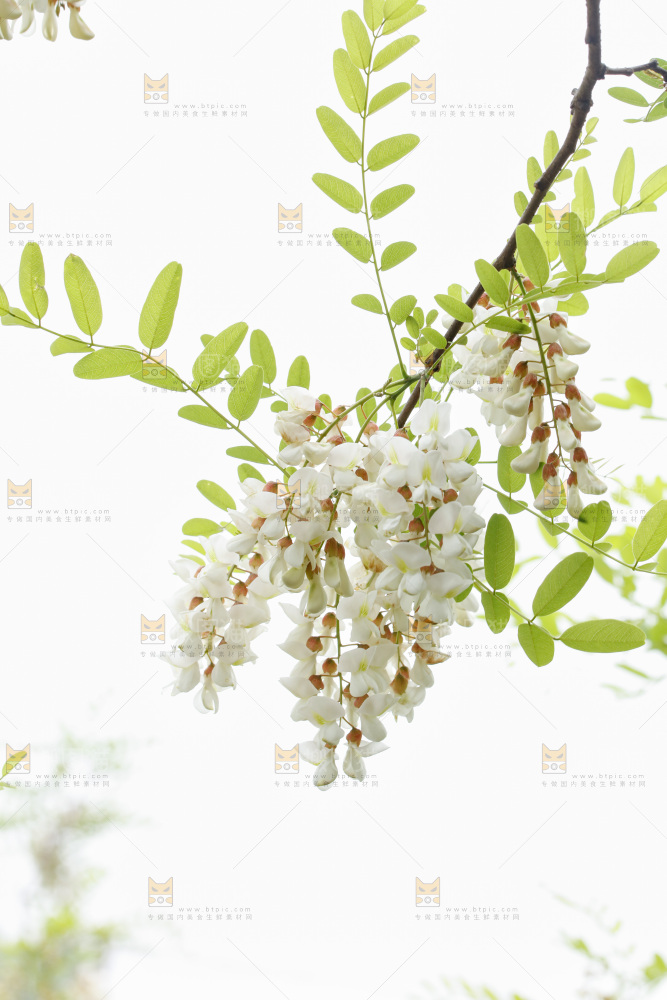 槐花