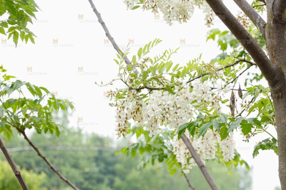 槐花