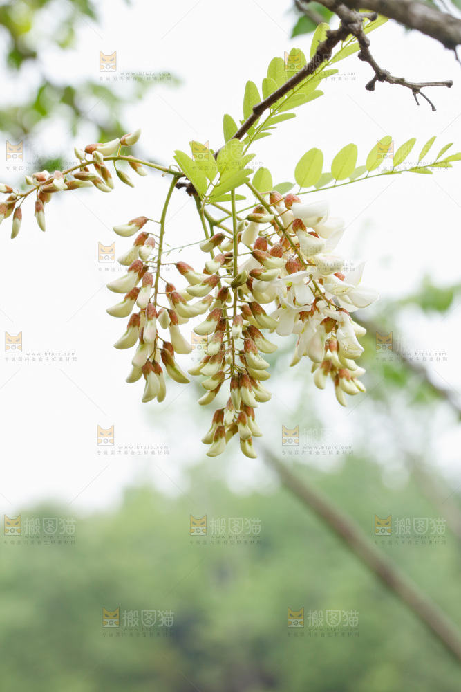 槐花