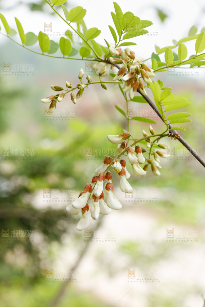 槐花
